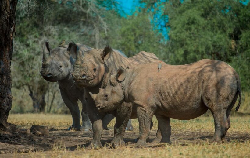  Mkomazi National Park Day Trip
