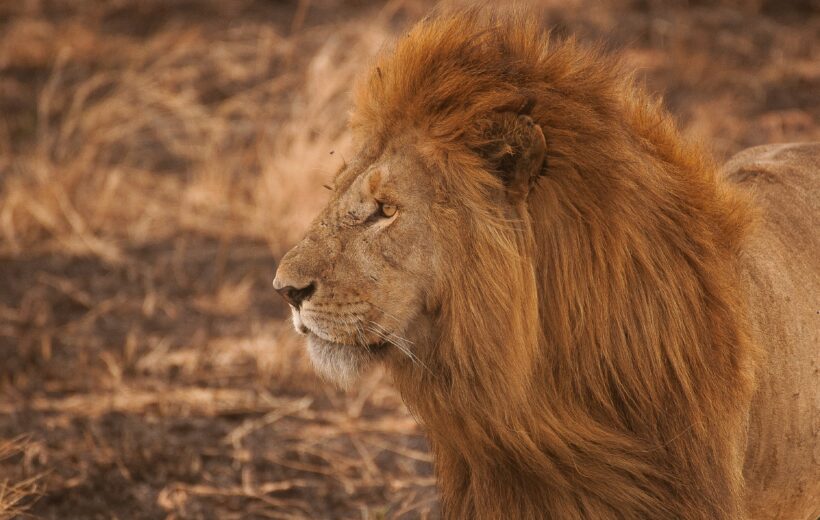 3 Day Serengeti and Ngorongoro Crater