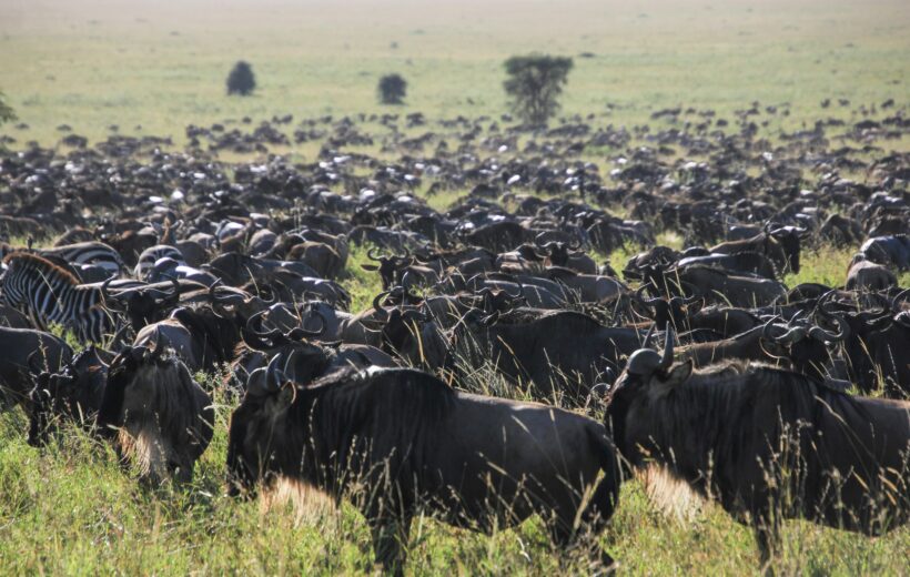 4 Day Tarangire, Serengeti & Ngorongoro Crater