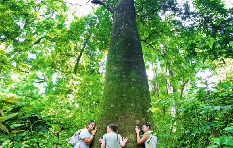 Rau Forest and Rice Field Tour