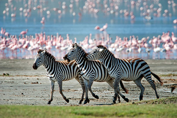 Lake Manyara