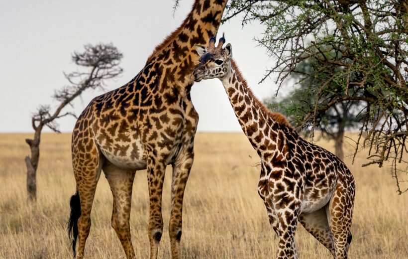 3 Day Tarangire, Lake Manyara and Ngorongoro