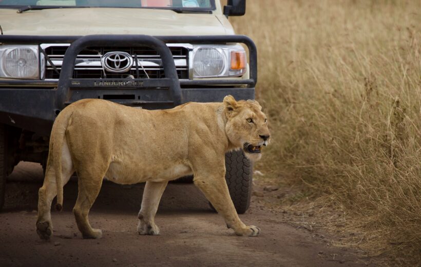 Ngorongoro Crater Day Trip
