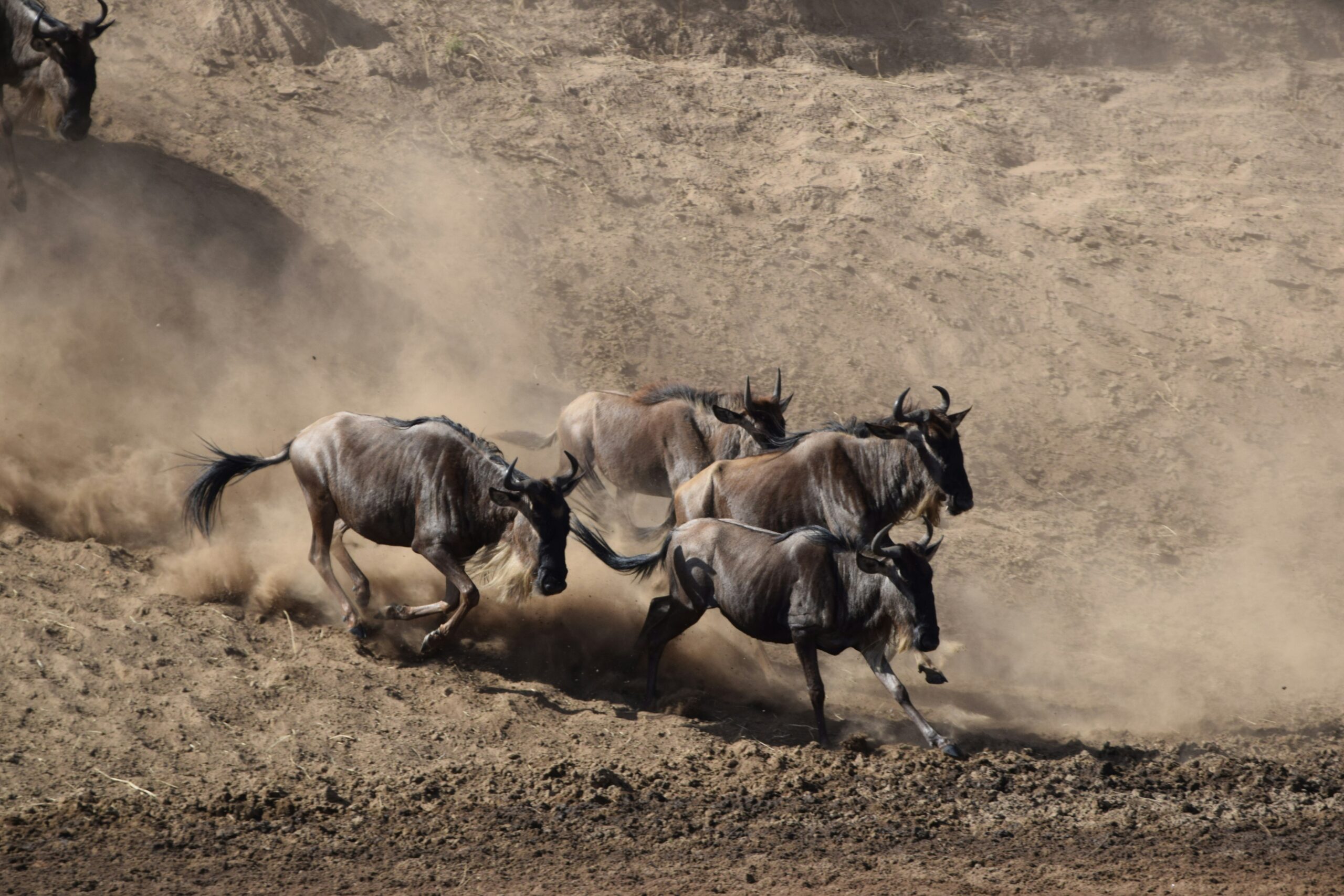 7 Days Ultimate Northern Circuit Safari