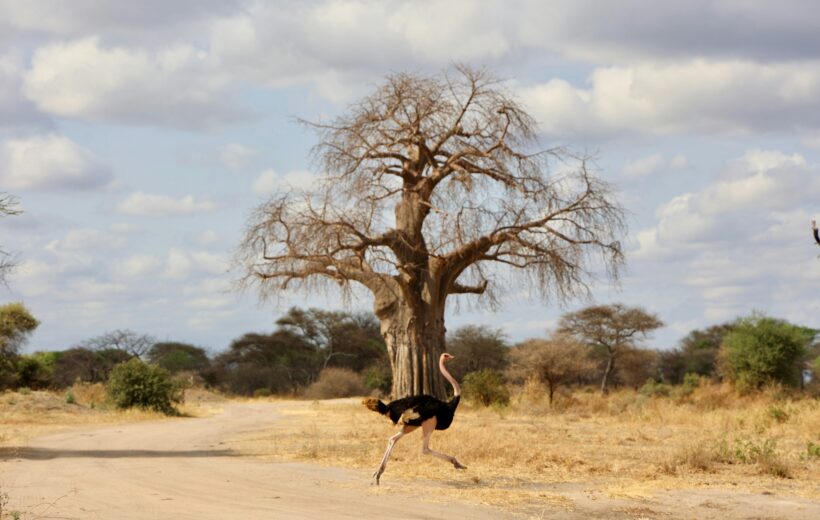 Tarangire National Park Day Trip